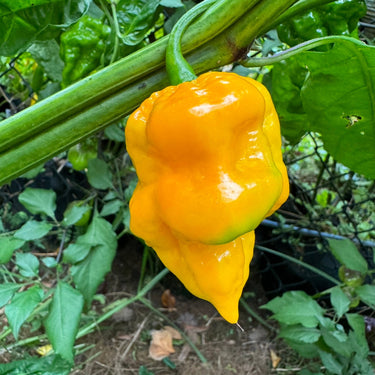 Scotch Brains XCP - Seeds - The Pepper Pantry (Formerly Marie Sharp's)